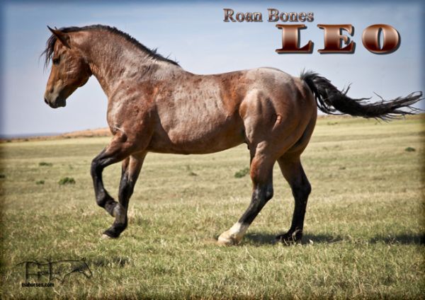 z Roan Bones Leo MA- RIP SWEET BOY